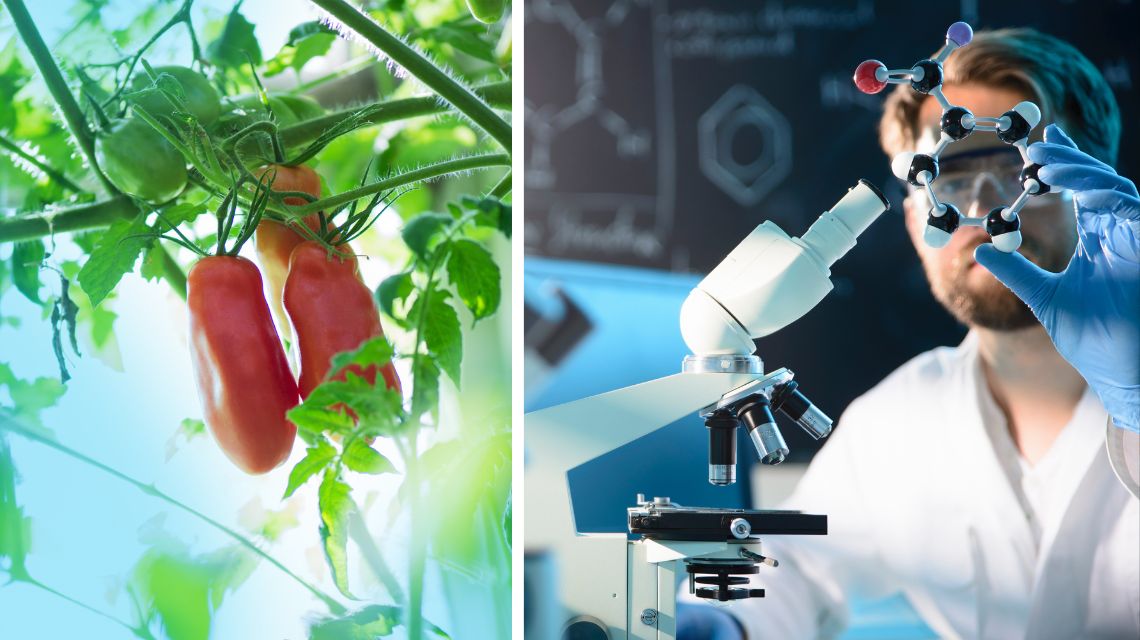 pomodoro san marzano e ricercatore