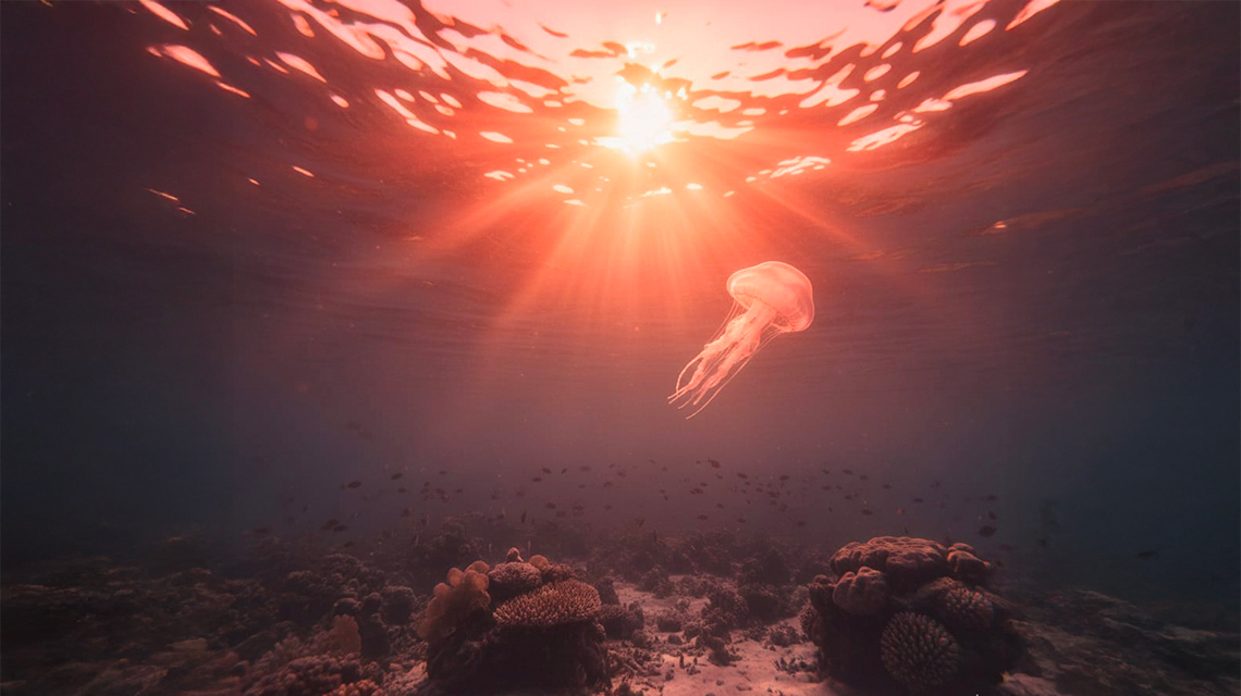 temperatura calda nel mare con medusa