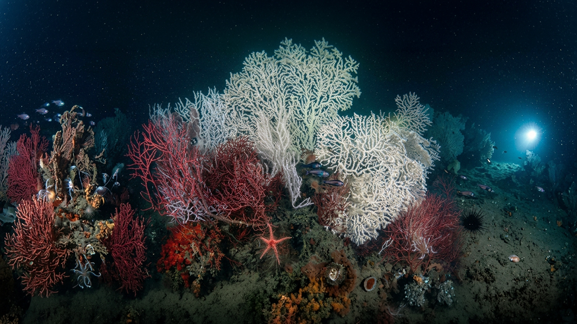 habitat marino nel mediterraneo