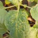 Piante di Nicotiana