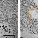 Caratterizzazione ultrastrutturale al microscopio elettronico a trasmissione (TEM) dell’ internalizzazione delle nanoplastiche di polistirene nella linea cellulare SAF-1