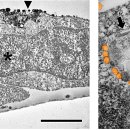 Caratterizzazione ultrastrutturale al microscopio elettronico a trasmissione (TEM) dell’internalizzazione delle nanoplastiche di polistirene nella linea cellulare RTG-2