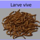 Larve vive