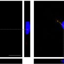 Analisi al microscopio confocale a scansione laser dell’ uptake delle nanoplastiche di polistirene nelle linee cellulari RTG-2 e SAF-1