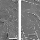 Analisi dei cambiamenti morfologici indotti dalle nanoplastiche di polistirene sulle cellule RTG-2 mediante microscopia a scansione elettronica (SEM)