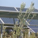 Parco fotovoltaico Monreale