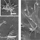 Analisi dei cambiamenti morfologici indotti dalle nanoplastiche di polistirene sulle cellule SAF-1 mediante microscopia a scansione elettronica (SEM)