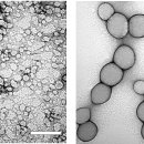 Caratterizzazione ultrastrutturale al microscopio elettronico a trasmissione (TEM) delle nanoplastiche di polistirene da 20 nm e 80 nm