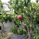 peach cultivation