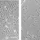 Esempio di immagini delle cellule RTG-2 e SAF-1 ottenute al microscopio in campo chiaro