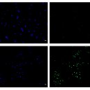 Saggio TUNEL effettuato su cellule SAF-1 trattate con le nanoplastiche di polistirene da 20nm